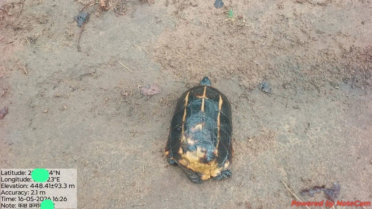 Elusive turtle from Himalayas turns up in Chhattisgarh tiger reserve, surprising forest officials