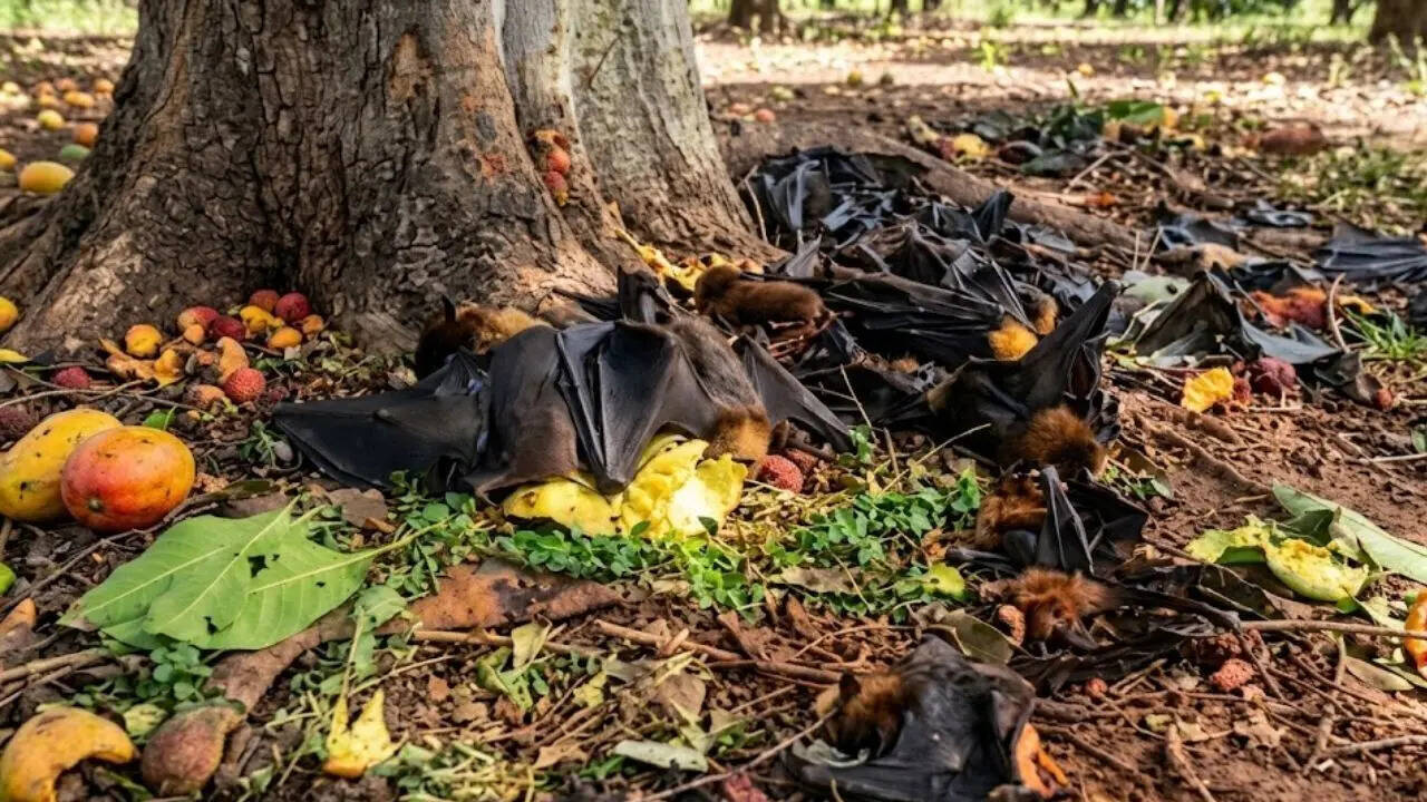 &lsquo;Falling like burnt fruits&rsquo;: Heatwave kills nearly 200 bats in Chhattisgarh&rsquo;s Korba