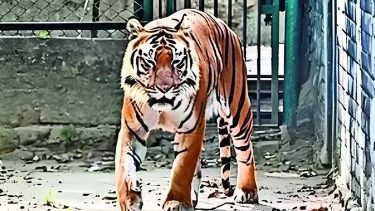 'Most wanted' tiger poacher held in MP; probe reveals interstate syndicate with Myanmar links