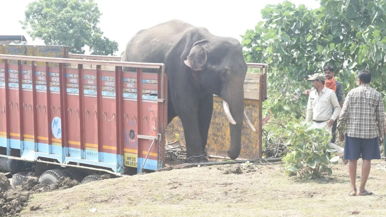 Wild elephant E-5 rescued after showing signs of distress, now hopes for rehabilitation with a new herd
