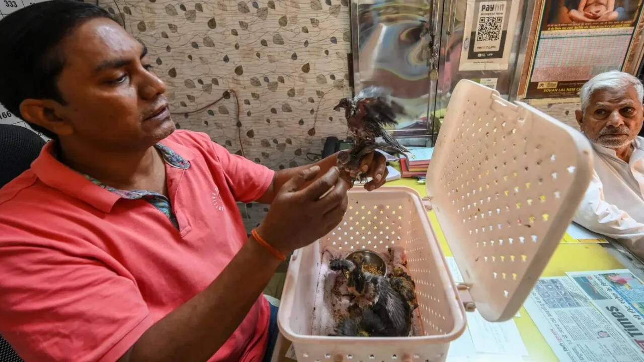 Dehydrated birds sent to Gurgaon hospital via delivery app