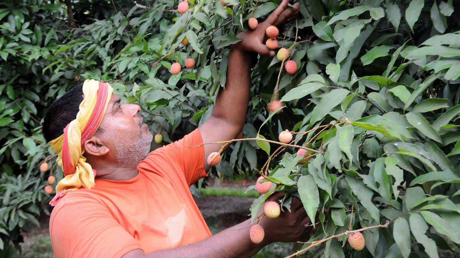 How a stink bug is sucking Bihar's prized litchis dry