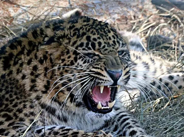 Leopard kills man in Chhattisgarh's Dhamtari forest, another child attacked in Gariyaband as fear spreads in villages