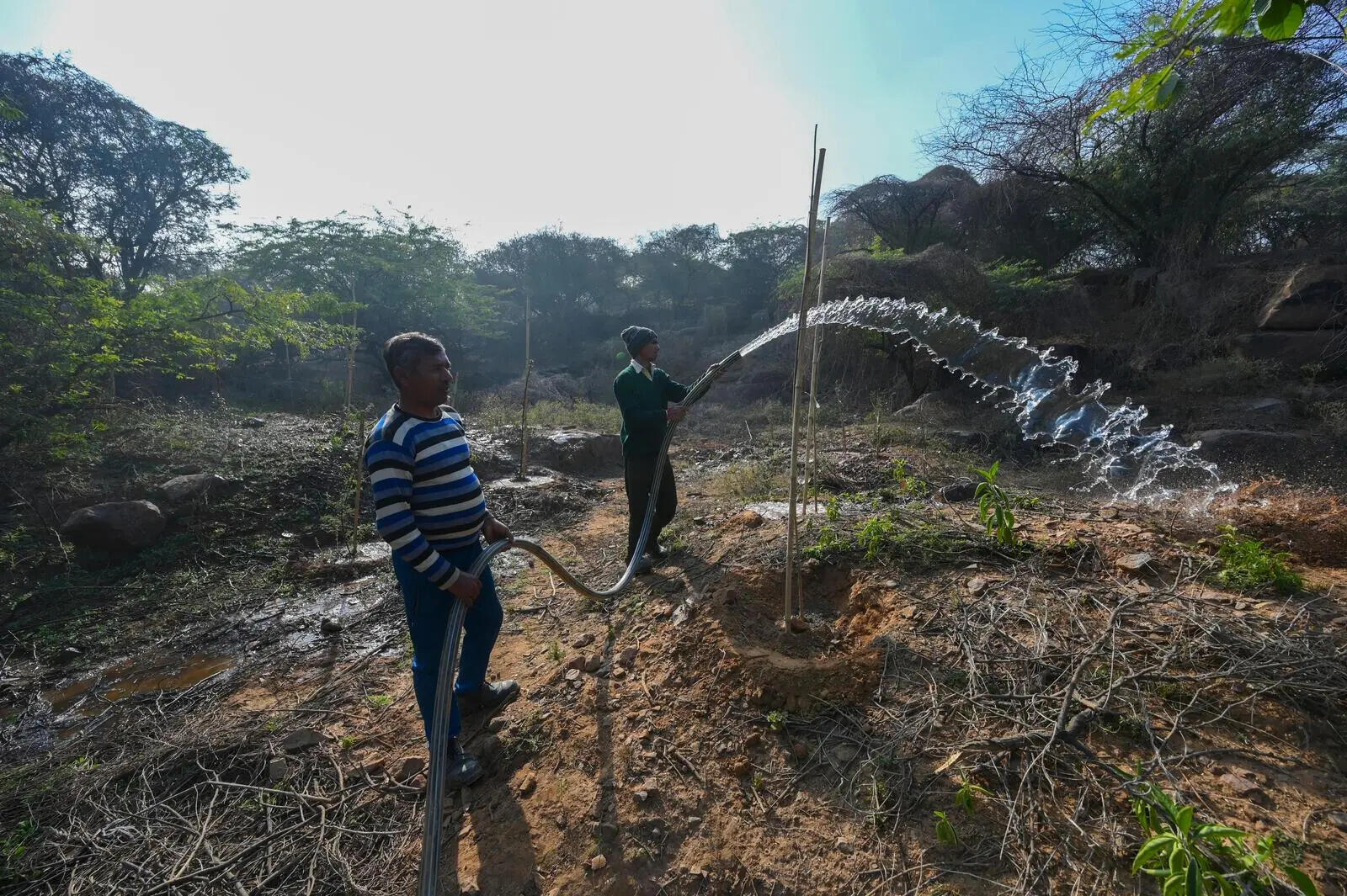 Tree cover among the lowest, but Haryana stalls free sapling drive