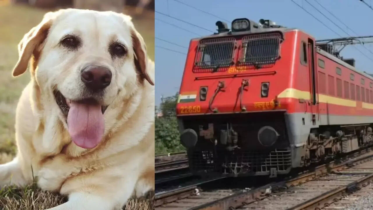 'My deceased dog was thrown onto platform': Labrador dies en route to Pune; owner alleges major railway lapses