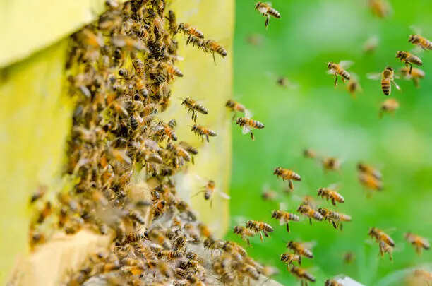 Chhattisgarh woman dies, son-in-law injured in honeybee swarm attack in Dhamtari forest