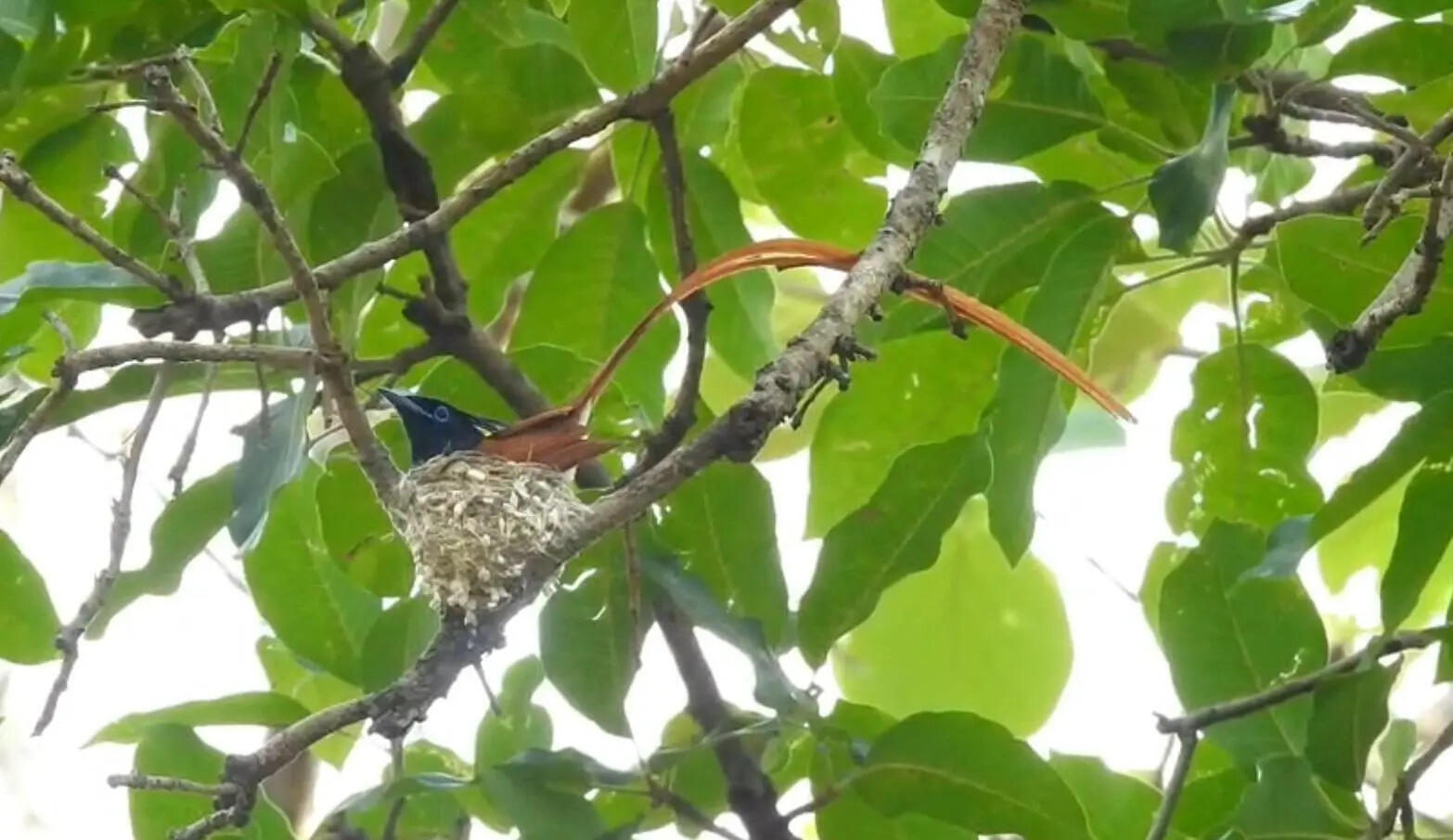 Up on a tree branch at CG&rsquo;s Udanti reserve, a rare wildlife moment takes wings