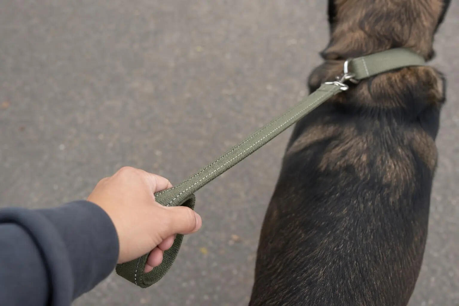 Pet dog owners booked after canine allegedly bites 10 people in Parvati area