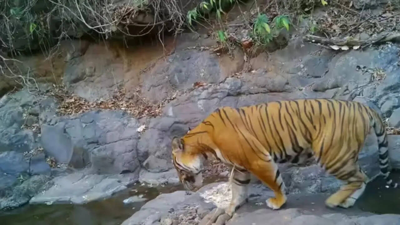 Tiger spotted in Maharashtra's Ratnagiri private forest after 18 years of conservation