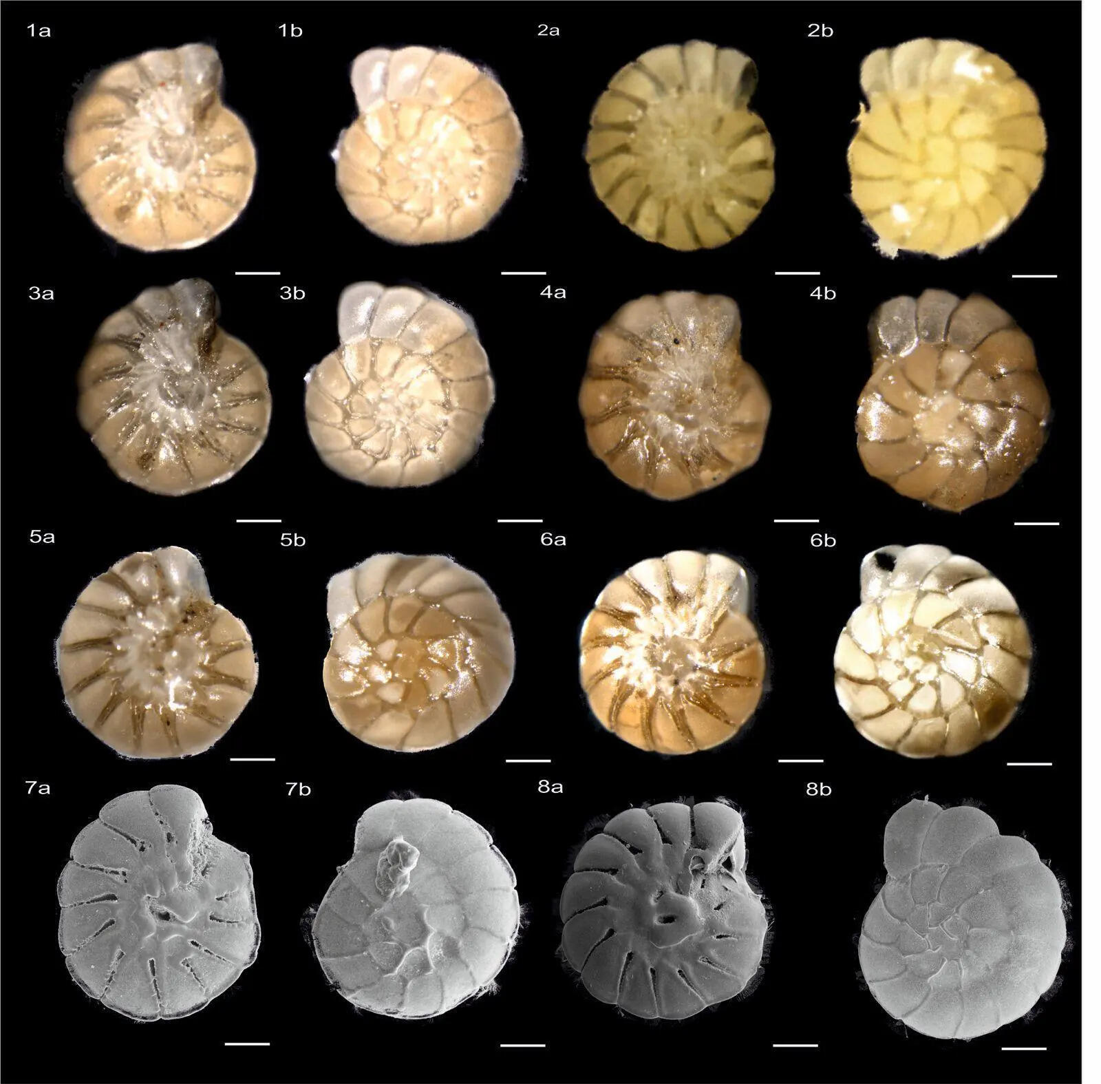 ARI experts find new species of forams that hold secrets to Earth&rsquo;s past climate on India&rsquo;s coast