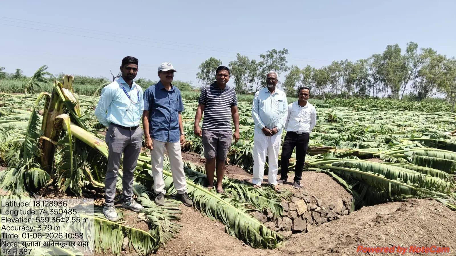 Hail, winds flatten orchards on 100 hectares in Pune district