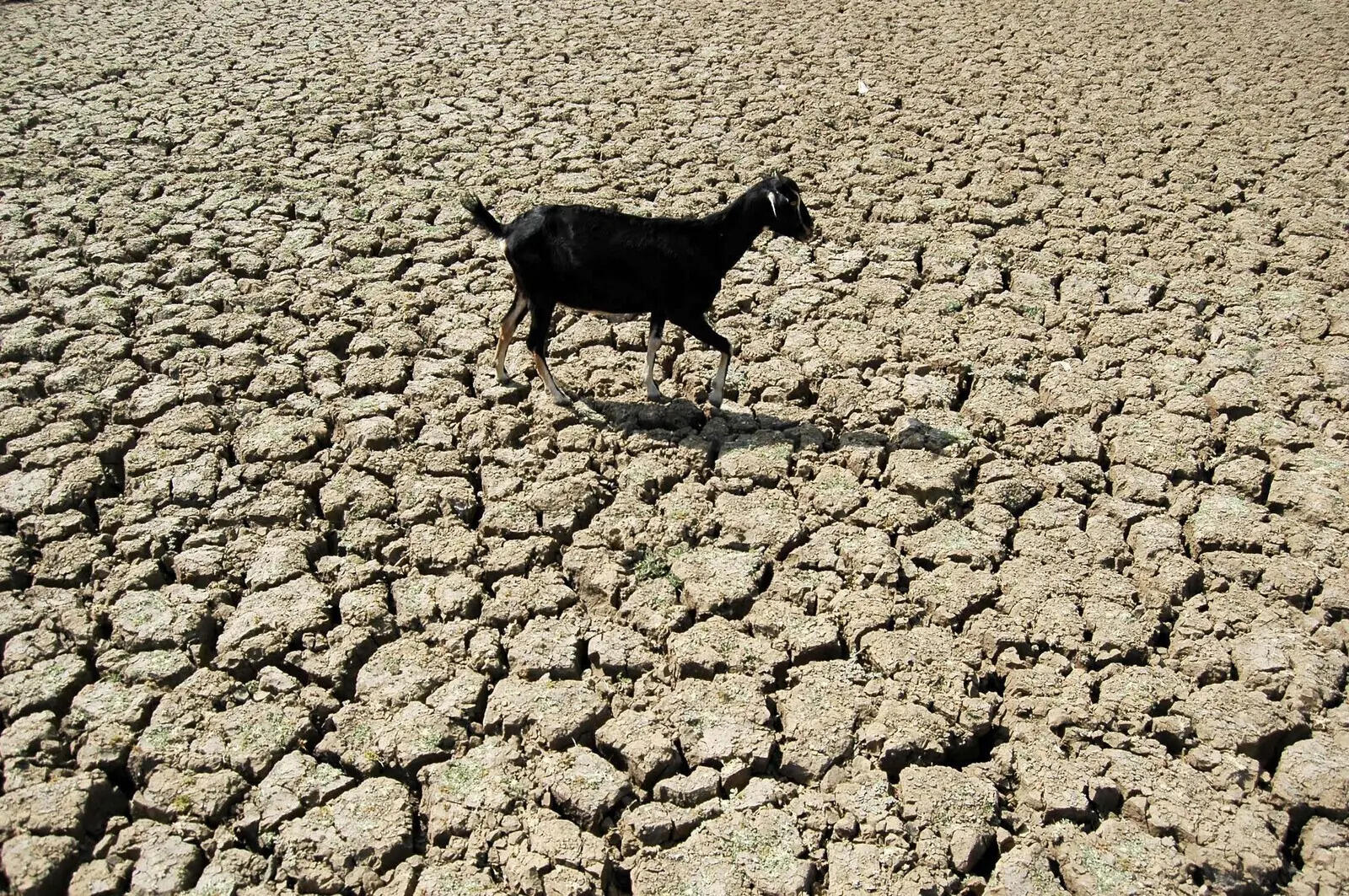 181 Maha blocks highly vulnerable to agri stress as El Nino threat looms over kharif season