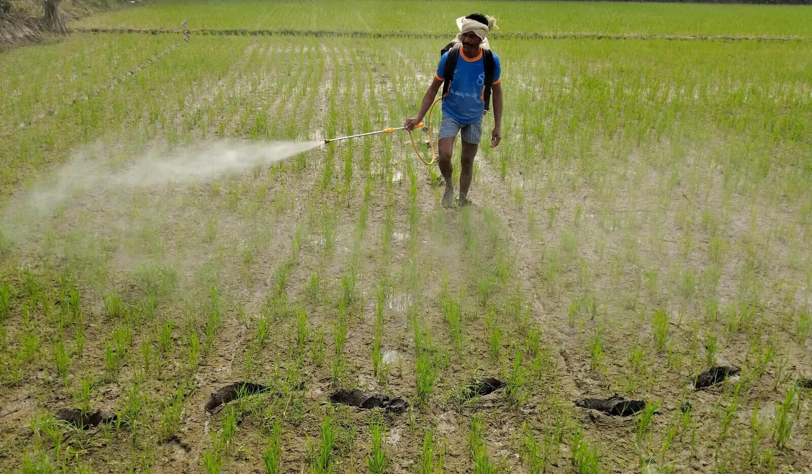 State agri dept report reveals widespread fertilisers black marketing