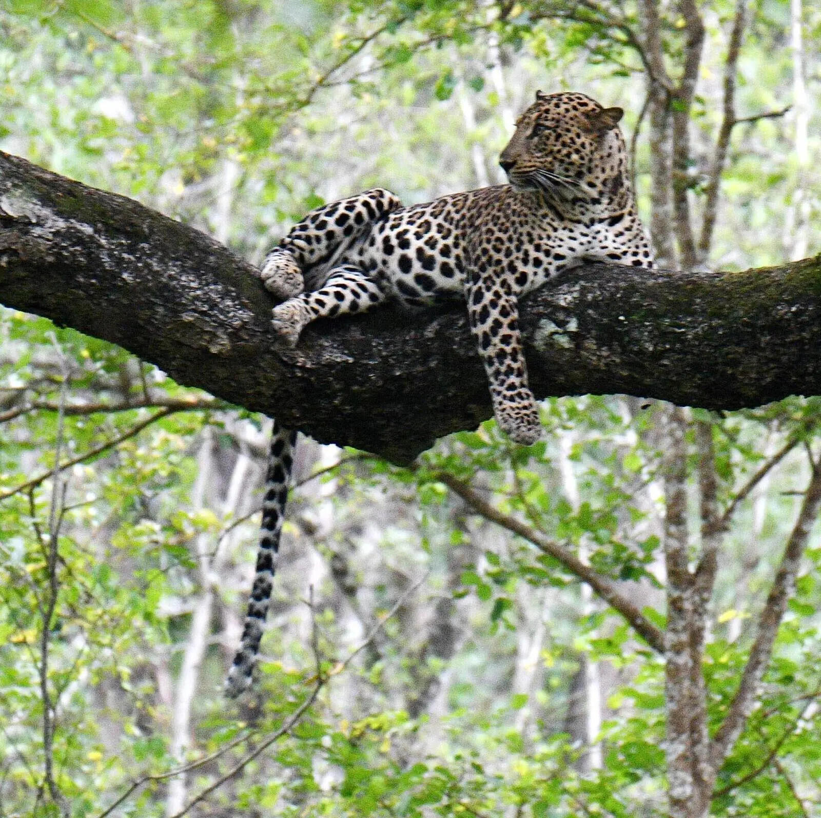 Junnar forest division gets 2 new leopard rescue centres