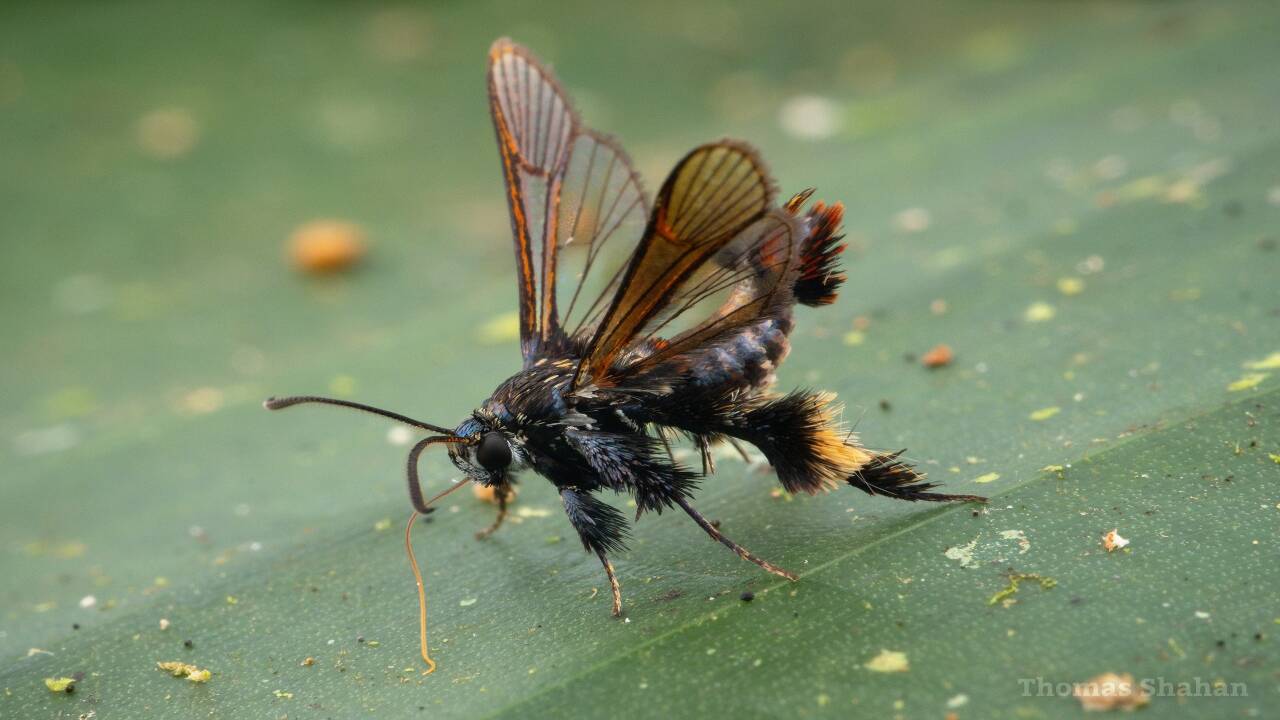 Instagram Moth Becomes New Species: casual post…