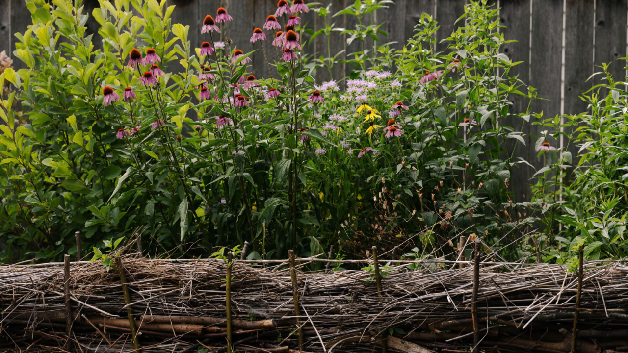 Illinois couple replaces lawn with native plants;…