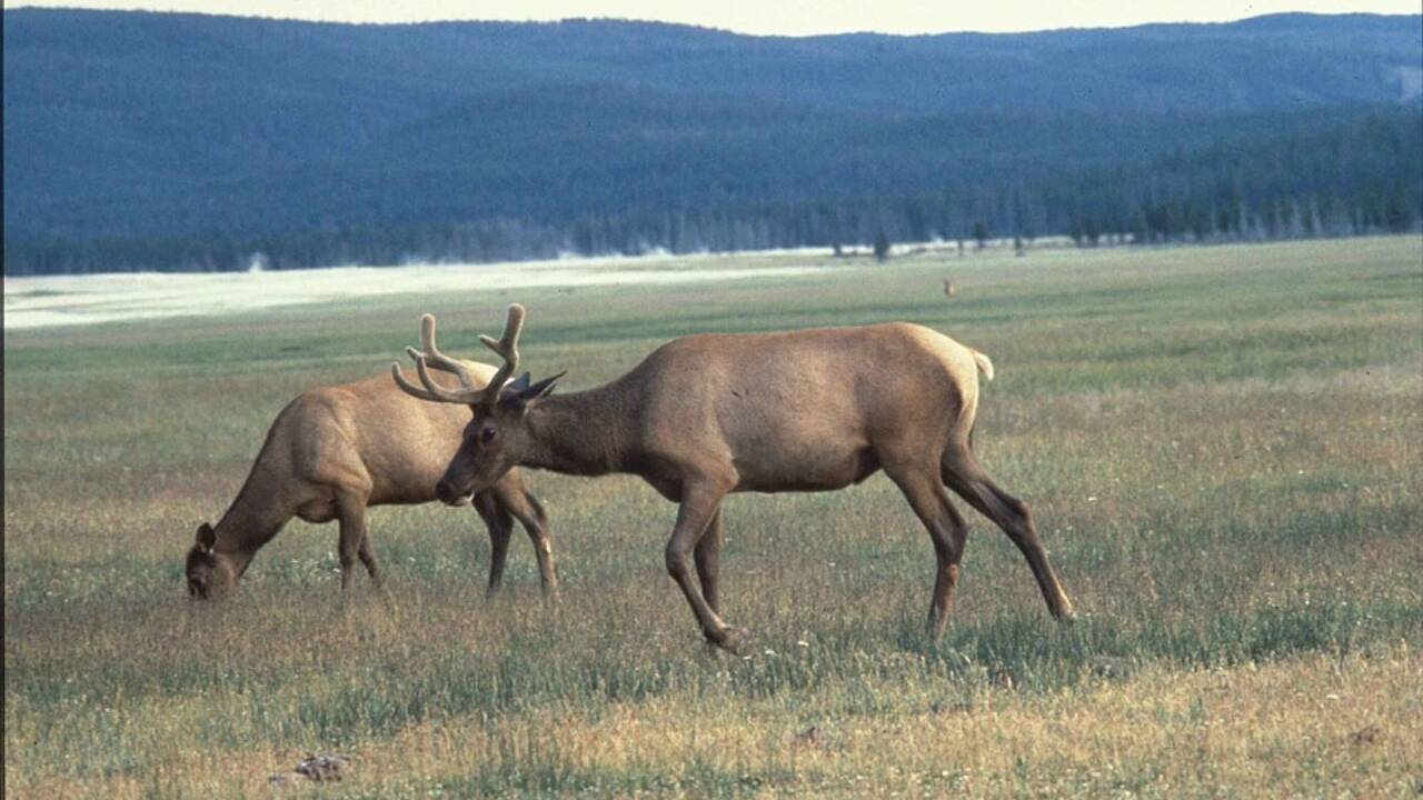 Elk Herd Grows In Kentucky: 1,550 relocated elk now…