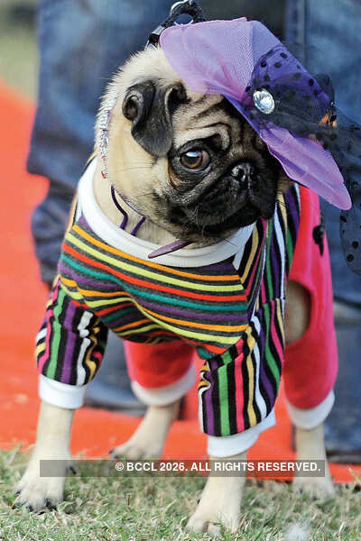 Much Mush Over Mutts