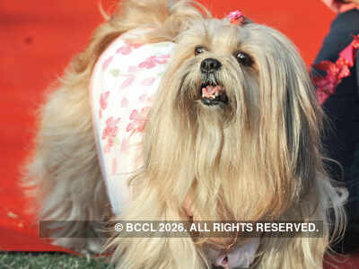 Much Mush Over Mutts