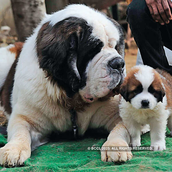 Indian Kennel League's dog show