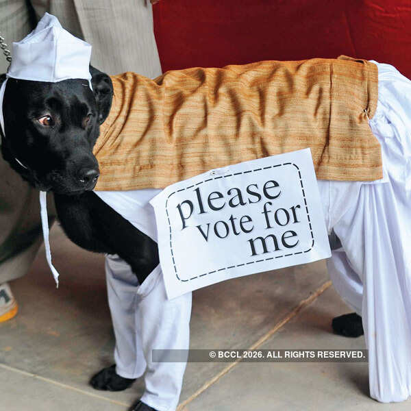 Indian Kennel League's dog show