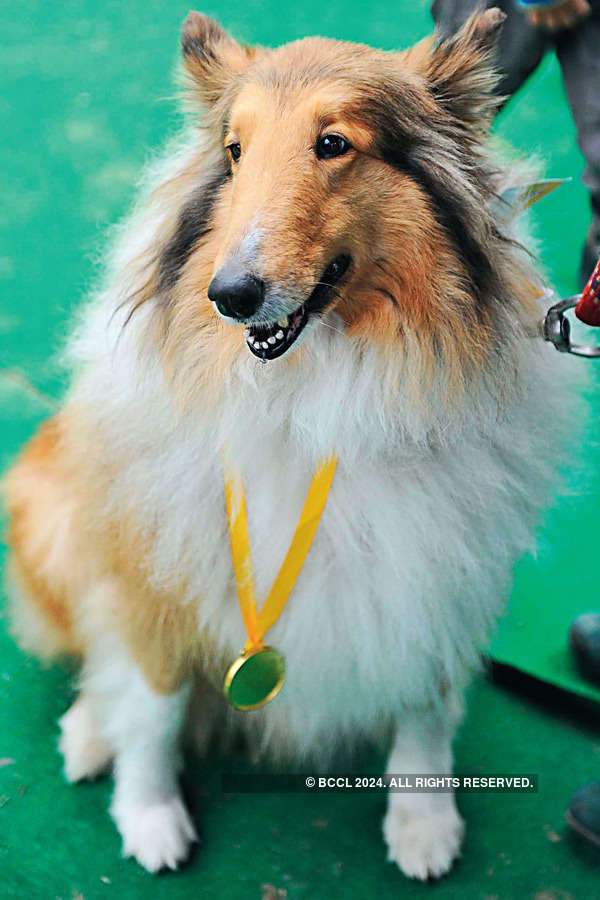 Indian Kennel League's dog show