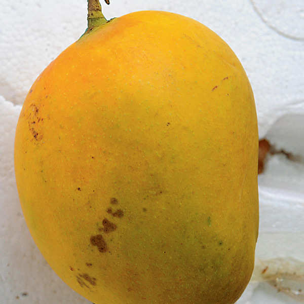 Mango season is back!