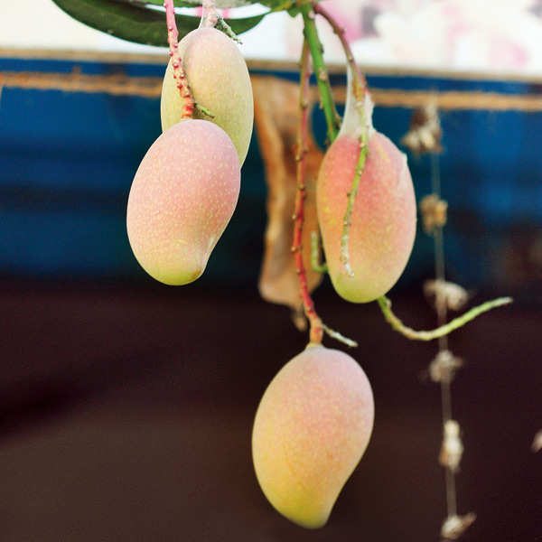 Mango season is back!