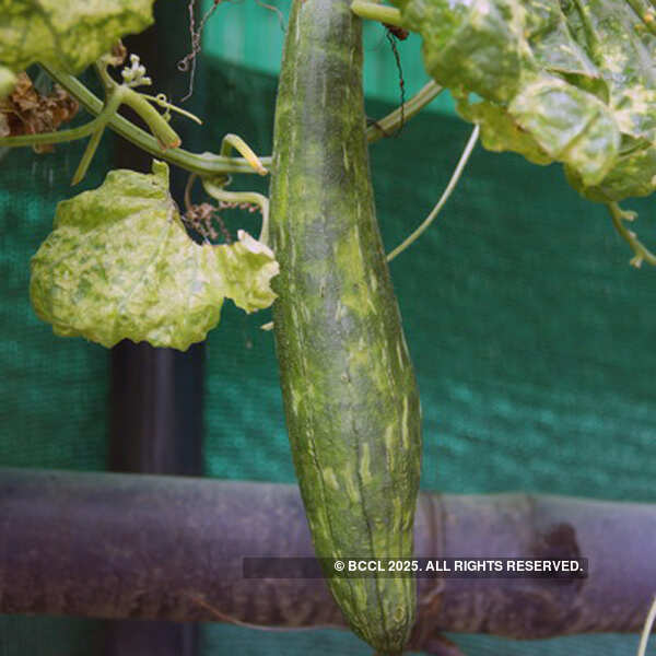 Fresh vegetables on display at the International Kitchen Garden Day