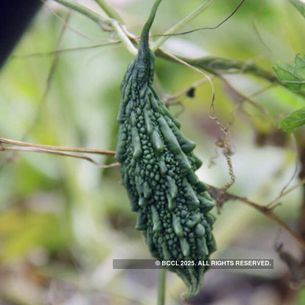 Fresh vegetables on display at the International Kitchen Garden Day
