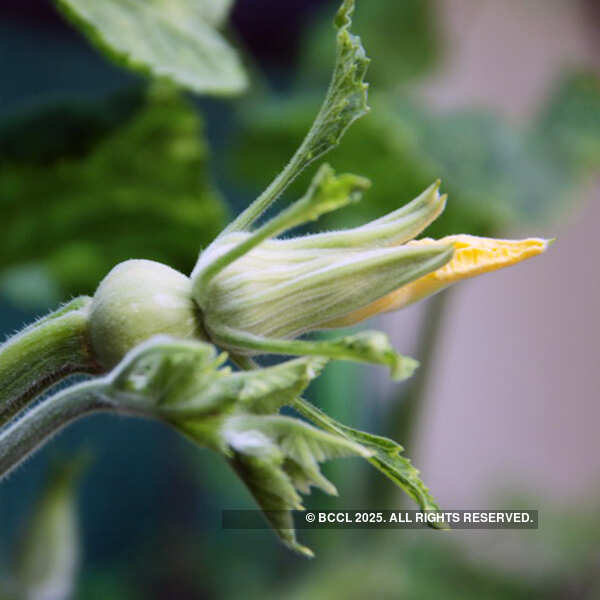 Fresh vegetables on display at the International Kitchen Garden Day