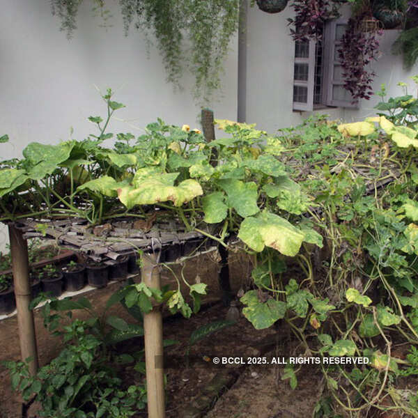 Fresh vegetables on display at the International Kitchen Garden Day
