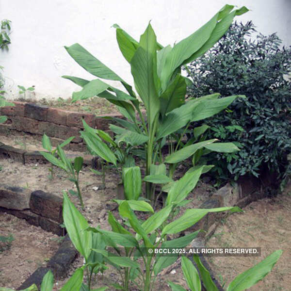 Fresh vegetables on display at the International Kitchen Garden Day