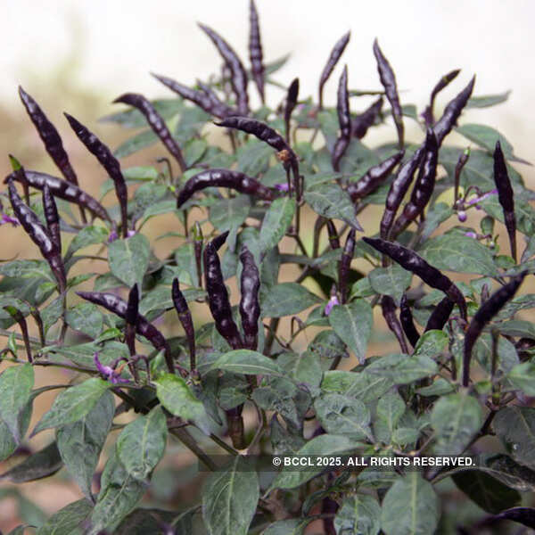 Fresh vegetables on display at the International Kitchen Garden Day
