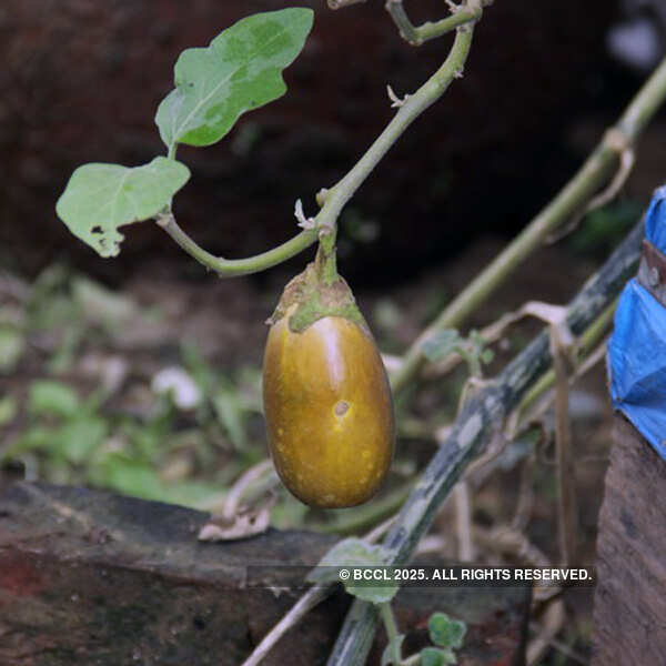 Fresh vegetables on display at the International Kitchen Garden Day