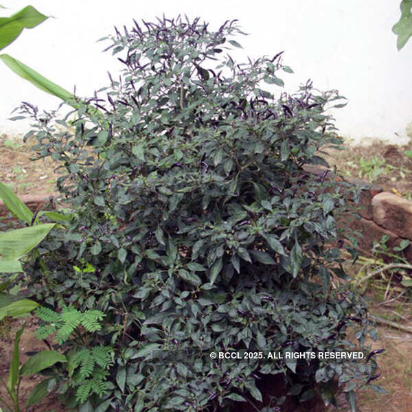 Fresh vegetables on display at the International Kitchen Garden Day