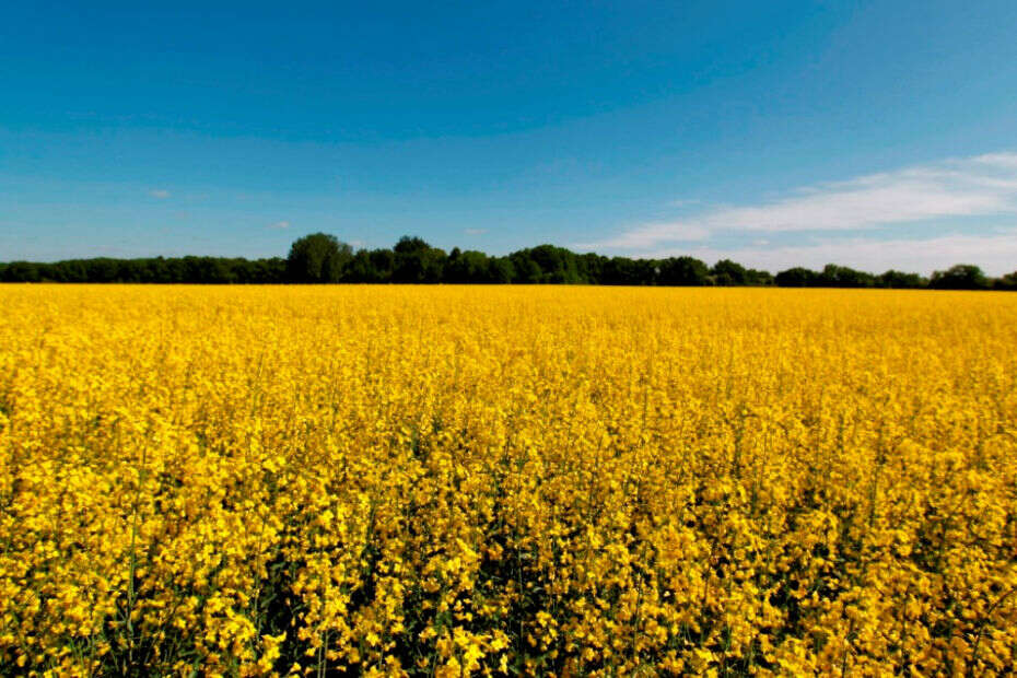 Nirvana Organic Farm Mustard fields