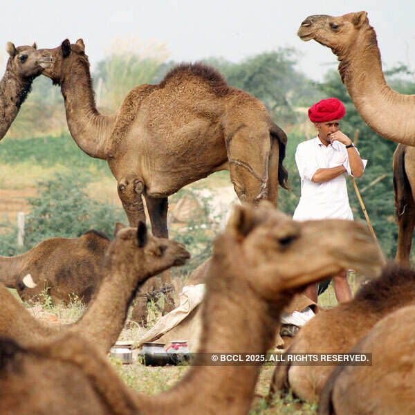 Annual Cattle Fair in Pushkar