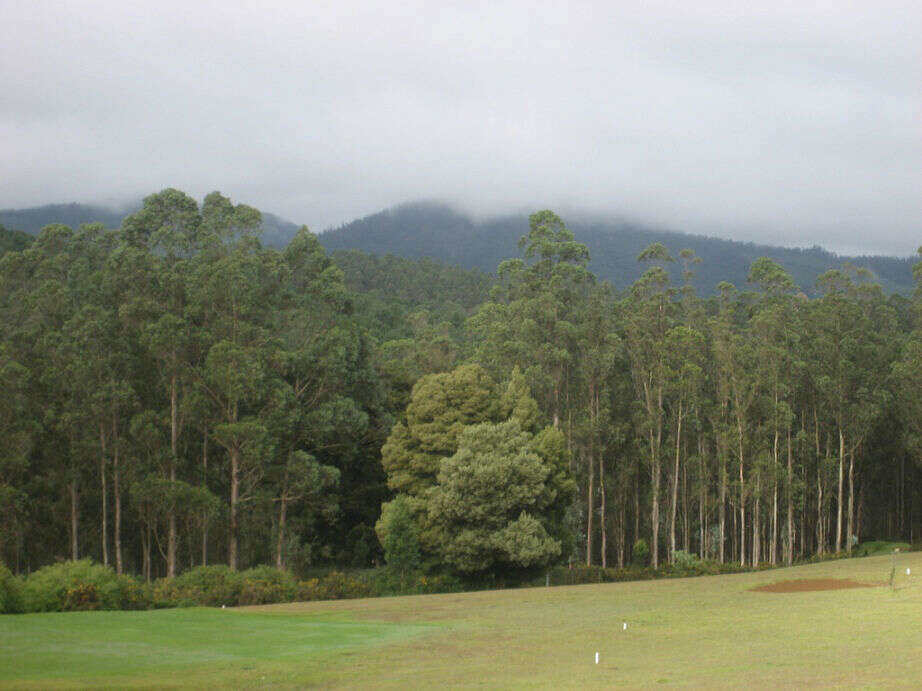Picnic at Wenlock Downs Ooty Golf Course