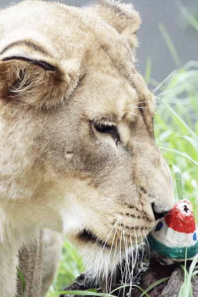 Sydney's Taronga Zoo