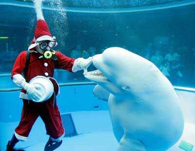 Christmas all around