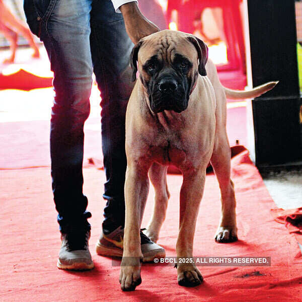 Dog Show @ The Bolghatty Palace Grounds