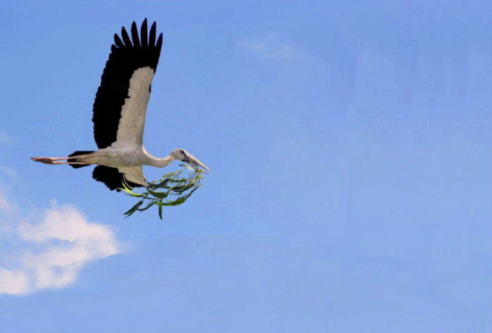 10559116786_b5a4393612_b  Kulik bird sanctuary