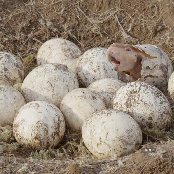 Walking with Dinosaurs