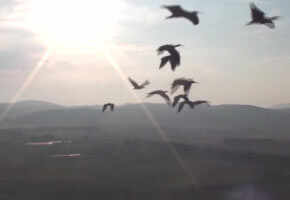 Scientists crack reasons behind bird formations