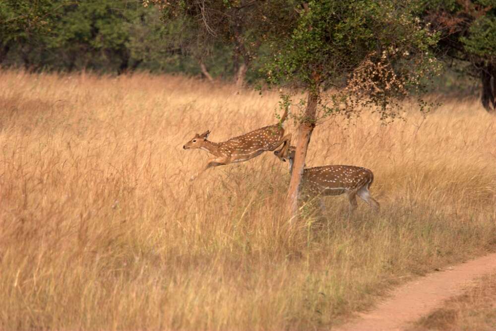 Panna National Park 4038272479_dd2944f95a_b.jpg Panna National Park
