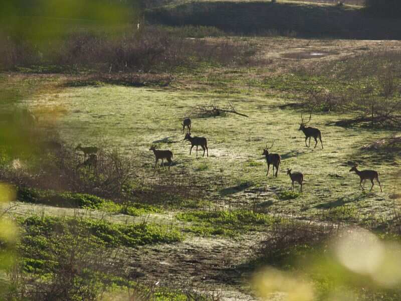 Chinnar Wildlife Sanctuary 261590600_39f2e457ff_o.jpg Chinnar Wildlife Sanctuary