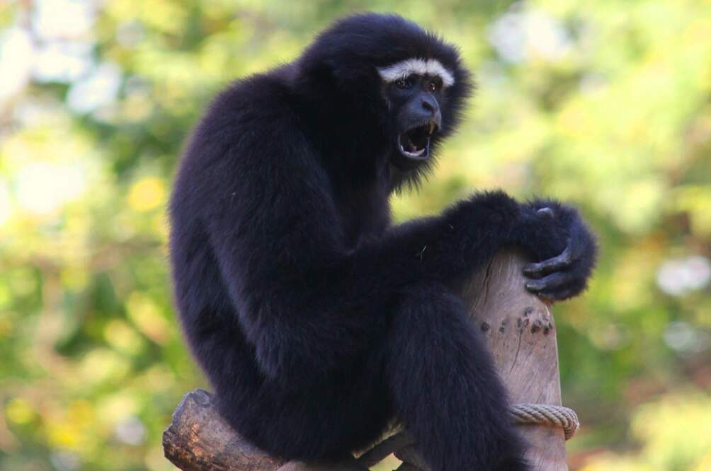 The Hoollongapar Gibbon Sanctuary 8118442900_ddfe254753_b.jpg The Hoollongapar Gibbon Sanctuary