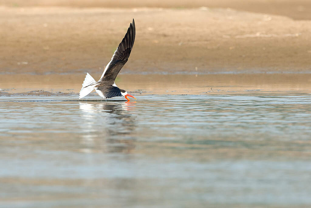 National Chambal Sanctuary National Chambal sanctuary
