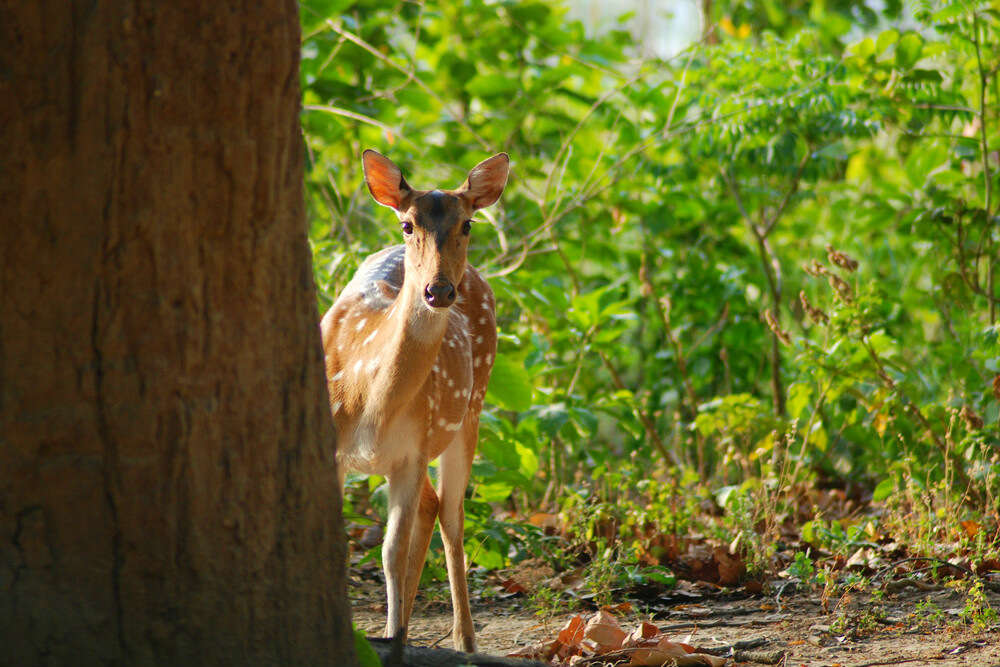 Corbett National Park, Uttarakhand